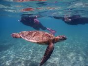 ウミガメと一緒に泳げました
