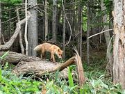 キタキツネに遭遇