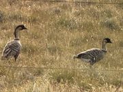 絶滅危惧種のネネグース