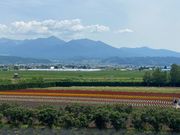 ファーム富田さん