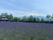 ファーム富田さん