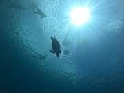 はじめて見たウミガメ