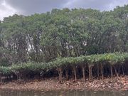 マングローブの種類もいろいろ