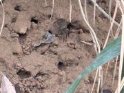 ここのカニさんは黒かったです