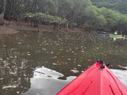 マイペースで進みます