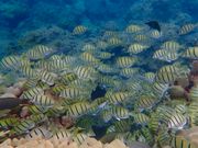 いただいた写真から