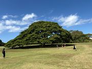 この木なんの木気になる木
