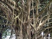 ボダイジュの木