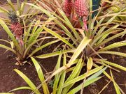 パイナップル農園@ドールプランテーション