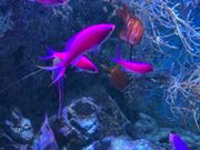 綺麗なおさかな