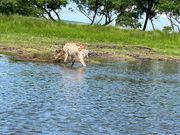 途中、鹿と遭遇