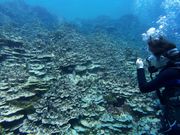 ウミガメが珊瑚礁の影でジッとしていたので長く楽しめました！