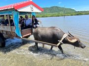 由布島まで水牛車