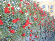 庭園のバラはちょうど満開