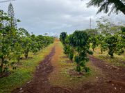 GREEN WORLD COFFEE FARM