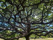 この木なんの木の中