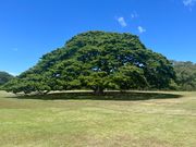 モアナルアガーデンの「この木なんの木」