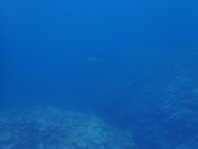 後方から突然現れたマンタ❗