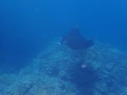 こっちに向かってきて目の前を通過。