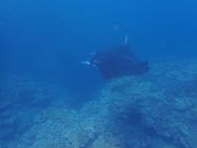 パニックになりながらも慌てて連写。