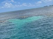 ハートのリーフ