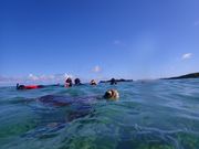 近距离看到海龟