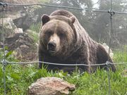 保護熊COOLAちゃん。とても大人しいクマさんでした。