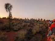 サンライズに向けてラクダの隊列