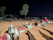 出発前に行儀よく整列するラクダ