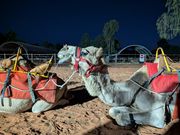 近くで見ると可愛い!
