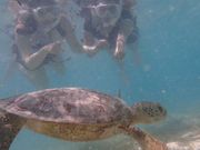 ウミガメ可愛かったです