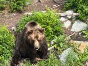 グラウスマウンテンのグリズリー