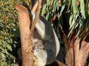 コアラの赤ちゃん