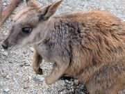 ロックワラビー