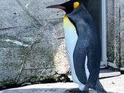 旭山動物園のペンギン