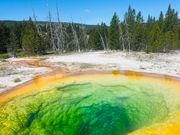 モーニンググローリー