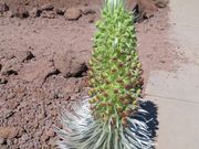 10年に一度だけ咲く銀剣草