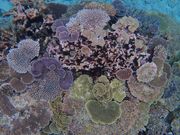 オプションのカメラレンタルで美しい思い出ができました。