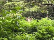 最後に鹿が見送ってくれました