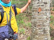 鹿が木の皮を剥いだ跡