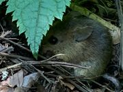 ブナの実に夢中