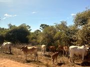野生の牛や動物が移動中の車内から見れました。