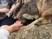 ワラビーや沢山の動物と触れ合えました。