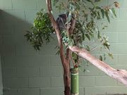 レインフォレストのコアラ