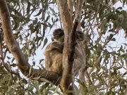 野生のコアラちゃん