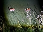 野生動物にたくさん会えました