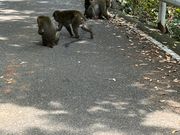 西部林道のヤクザル