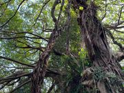 ガジュマルの木