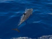 船の上からでも間近にウォッチングできます