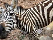 動物が近い！！